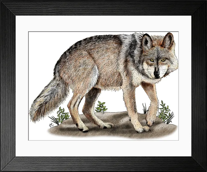 Framed Print : Mexican Wolf Framed Print : Mexican Wolf