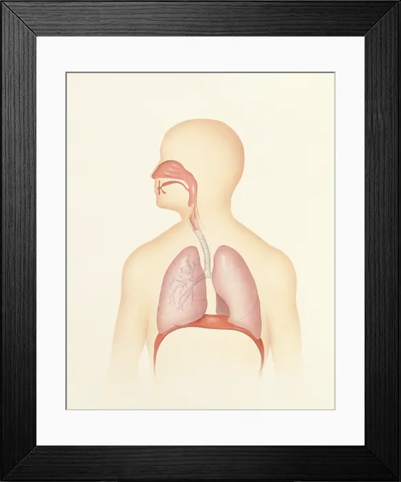 Framed Print : Respiratory tract Framed Print : Respiratory tract