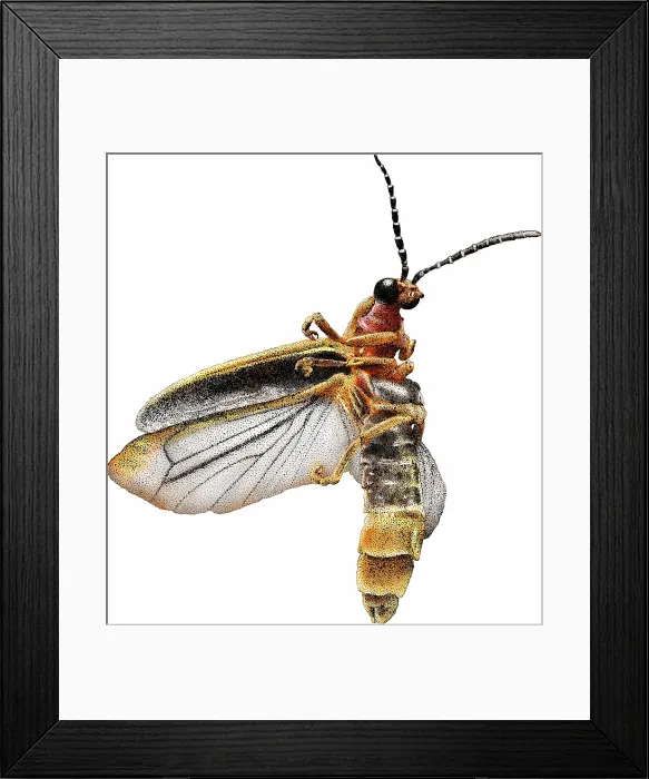 Framed Print : Common Eastern Firefly Framed Print : Common Eastern Firefly