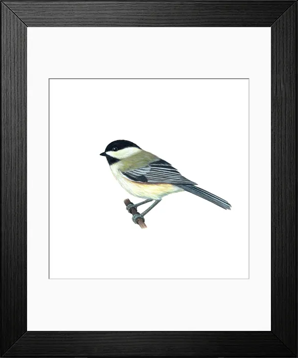 Framed Print : Black-capped Chickadee