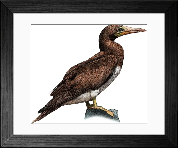 Framed Print : Brown booby