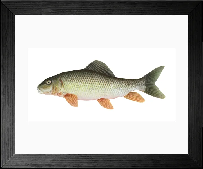 Framed Print : Silver Redhorse (Moxostoma anisurum) Framed Print : Silver Redhorse (Moxostoma anisurum)