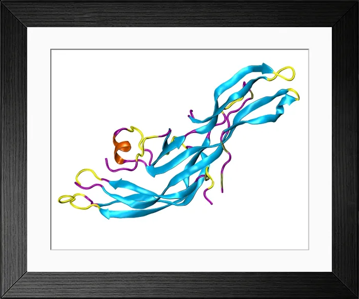 Framed Print : Human Chorionic Gonadotropin Molecule (HCG)