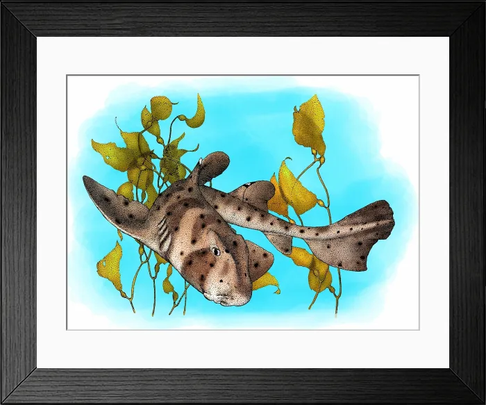 Framed Print : California Horn Shark Framed Print : California Horn Shark