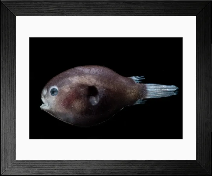 Framed Print : Male Anglerfish, Himantilophidae Framed Print : Male Anglerfish, Himantilophidae