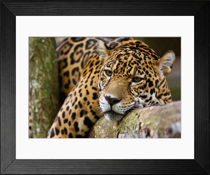 Framed Print : Jaguar. This Jaguar, Panthera onca, was photographed at a conservation Framed Print : Jaguar. This Jaguar, Panthera onca, was photographed at a conservation