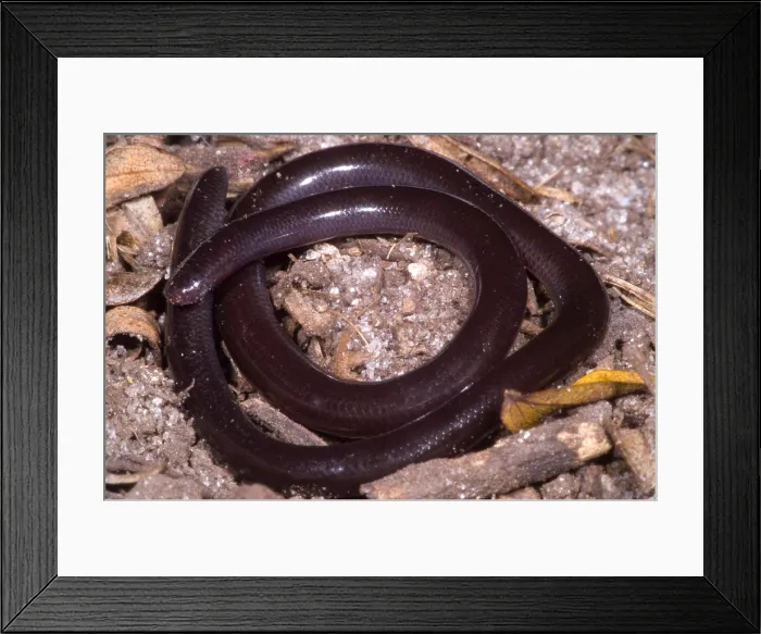 Framed Print : Brahminy Blindsnake