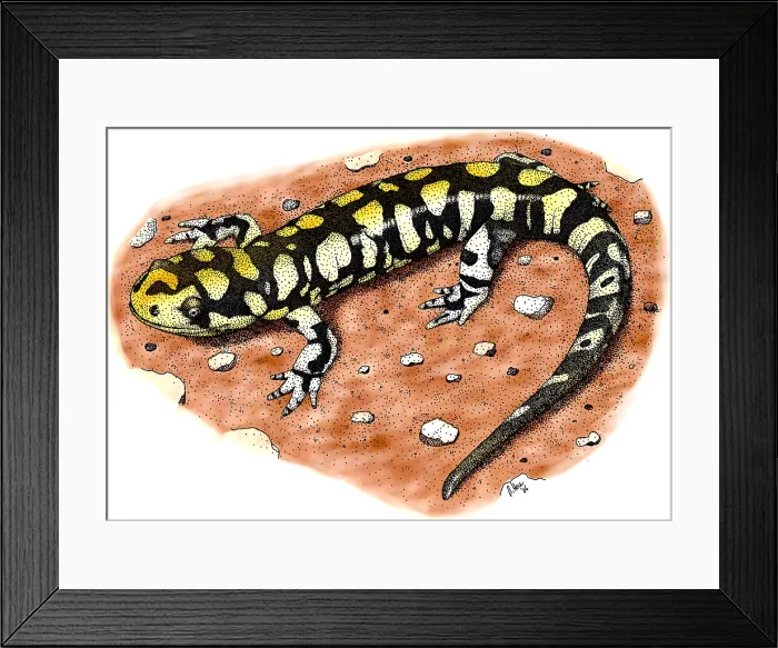 Framed Print : Tiger Salamander Framed Print : Tiger Salamander