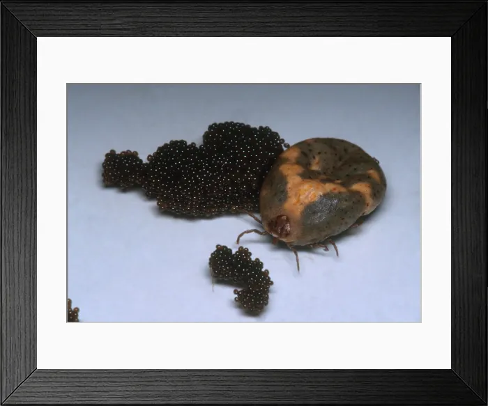 Framed Print : Tick with Eggs Framed Print : Tick with Eggs