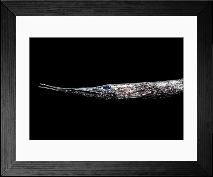 Framed Print : Stout Sawpalate (Serrivomer beanii)