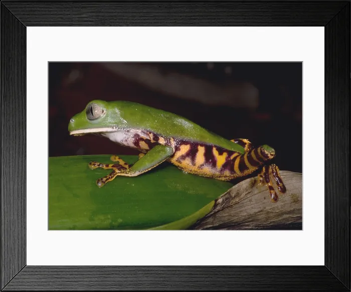 Framed Print : Tiger-Stripe Monkey Frog Framed Print : Tiger-Stripe Monkey Frog