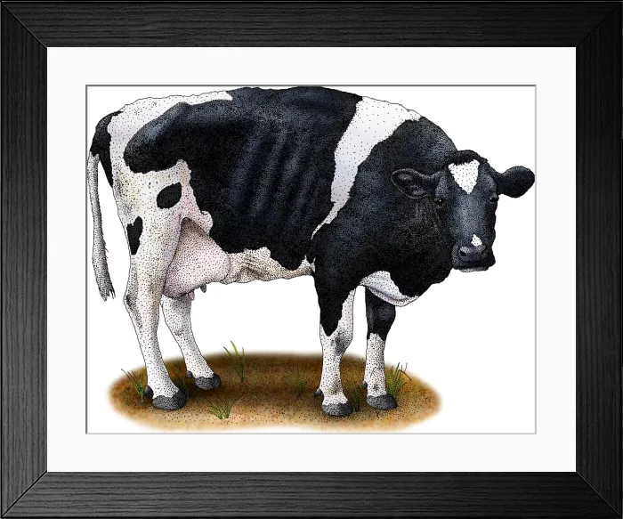 Framed Print : Holstein Cow Framed Print : Holstein Cow