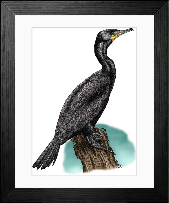 Framed Print : Double Crested Cormorant Framed Print : Double Crested Cormorant