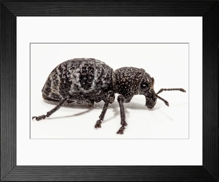 Framed Print : Temperate Rainforest Weevil (Aegorhinus phaleratus)