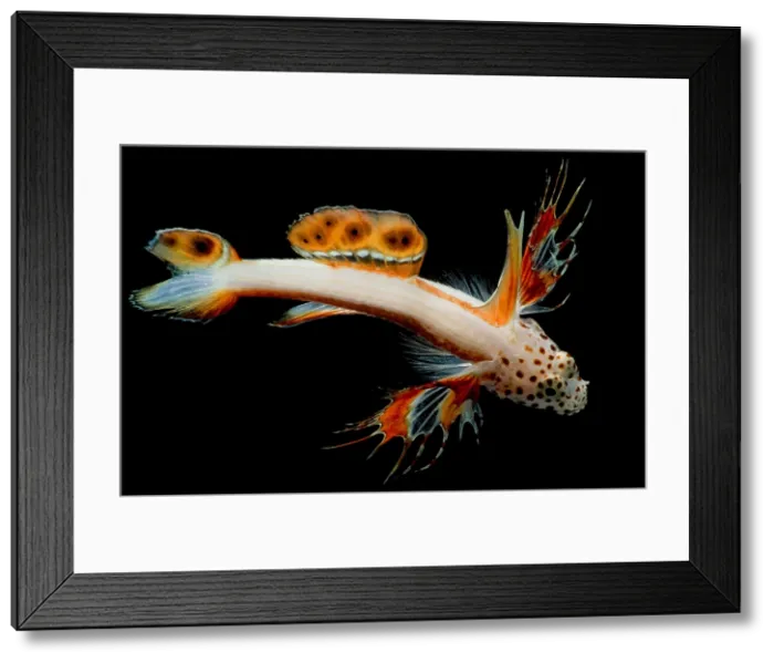 Framed Print : Spikefin Goby Framed Print : Spikefin Goby