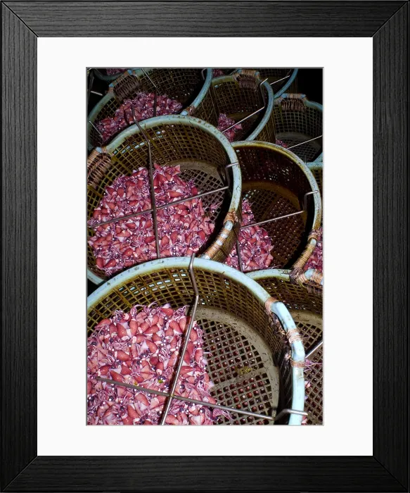Framed Print : Firefly Squid catch Framed Print : Firefly Squid catch