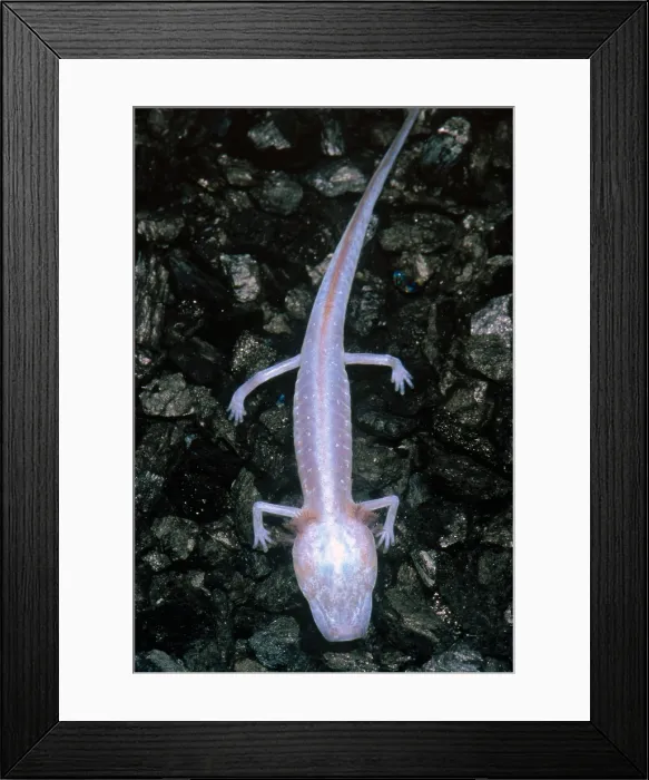 Framed Print : Austin Blind Salamander Framed Print : Austin Blind Salamander