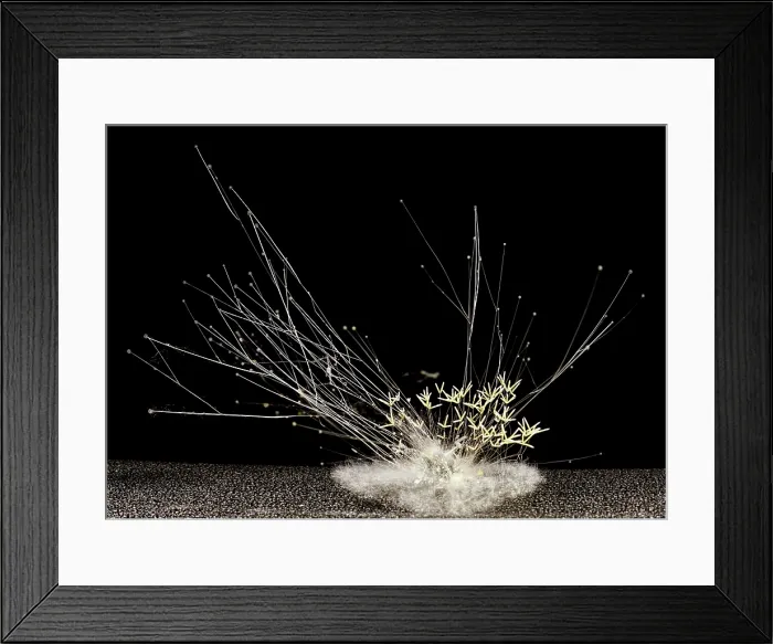 Framed Print : Fungus on Bat Guano
