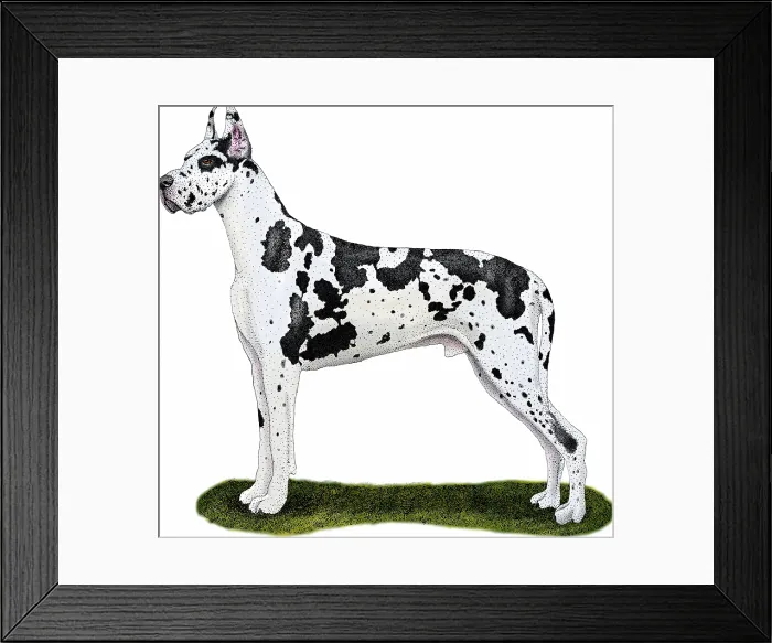 Framed Print : Great Dane Framed Print : Great Dane