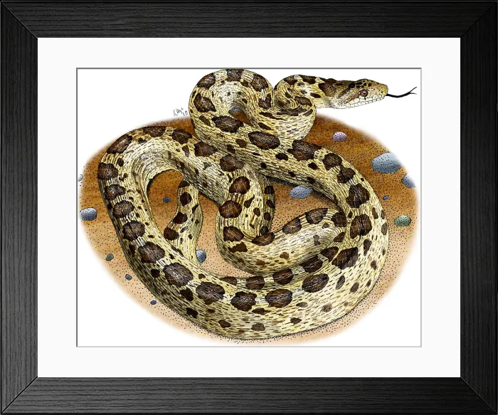 Framed Print : Gopher Snake Framed Print : Gopher Snake