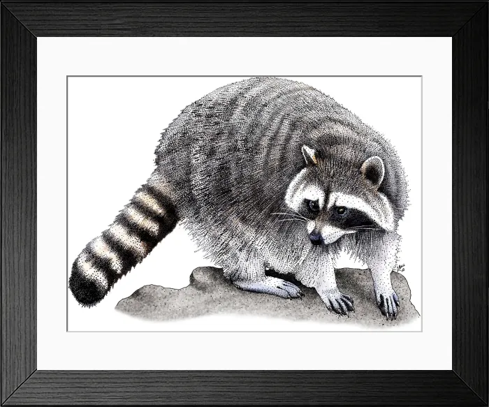 Framed Print : Northern Raccoon Framed Print : Northern Raccoon