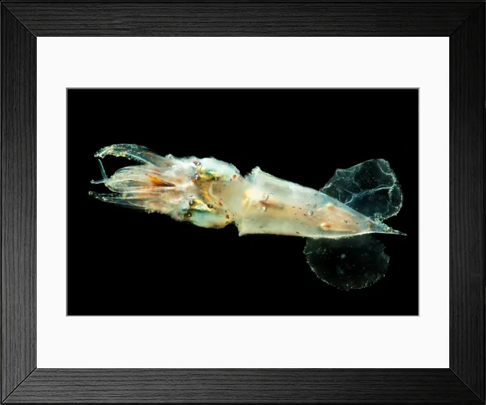 Framed Print : Pterygioteuthis squid Framed Print : Pterygioteuthis squid