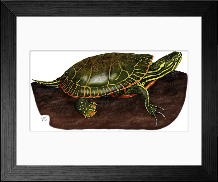 Framed Print : Western Painted Turtle Framed Print : Western Painted Turtle