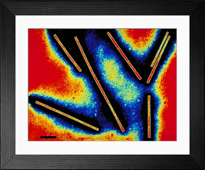 Framed Print : Tobacco mosaic virus