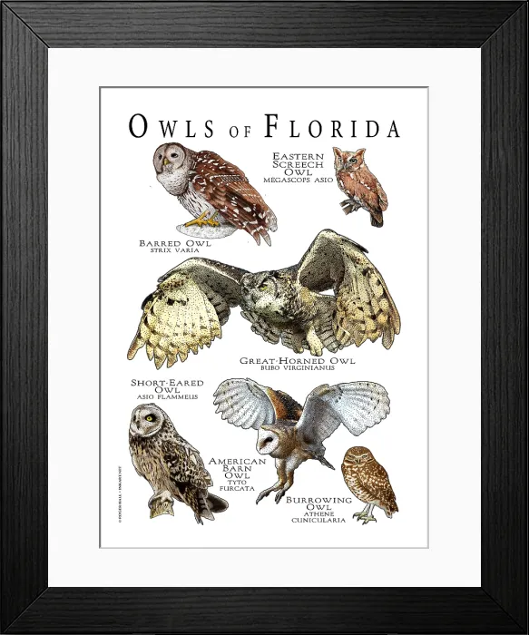 Framed Print : Owls of Florida Framed Print : Owls of Florida