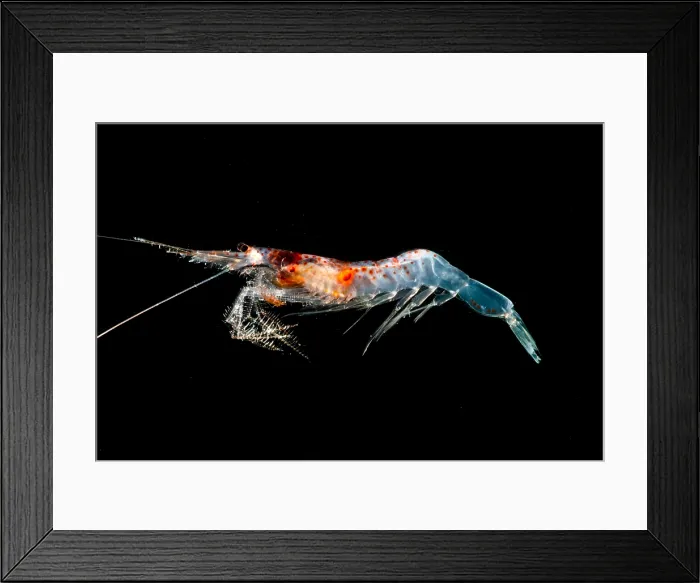 Framed Print : Mesopelagic Crustacean (Sergestes sp.) Framed Print : Mesopelagic Crustacean (Sergestes sp.)