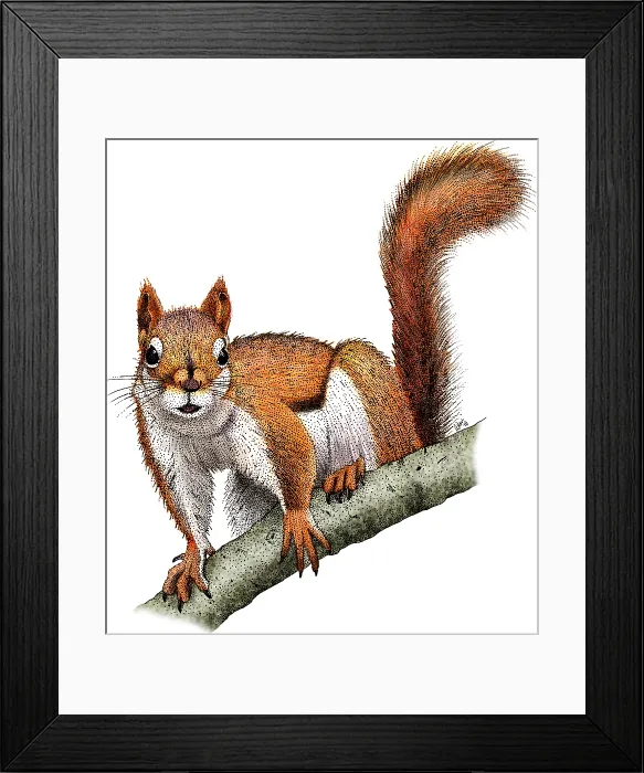 Framed Print : American Red Squirrel Framed Print : American Red Squirrel