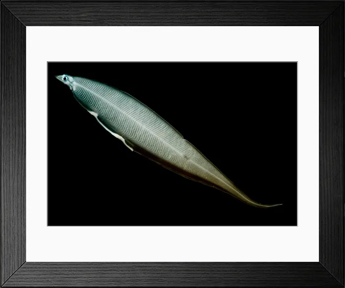 Framed Print : Leptocephalus Larva Framed Print : Leptocephalus Larva