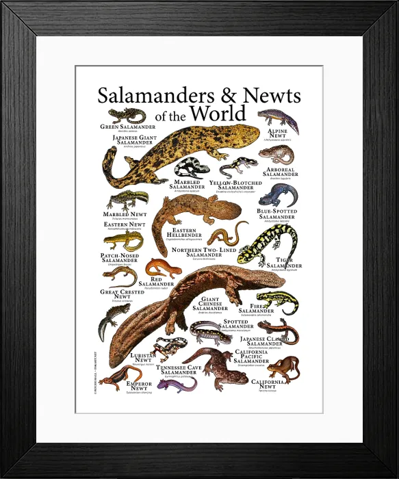 Framed Print : Salamanders and Newts of the World Framed Print : Salamanders and Newts of the World