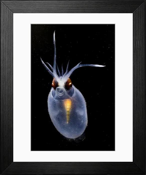 Framed Print : Cockatoo Squid