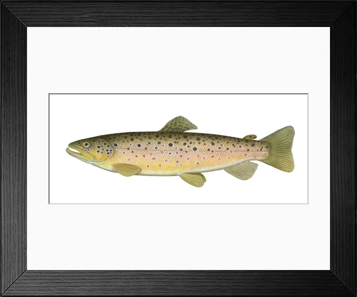 Framed Print : Brown Trout Framed Print : Brown Trout