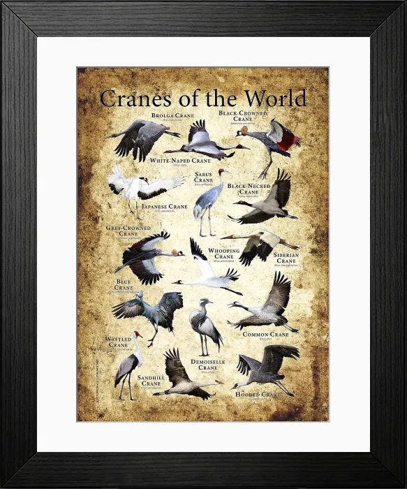 Framed Print : Cranes of the World Framed Print : Cranes of the World