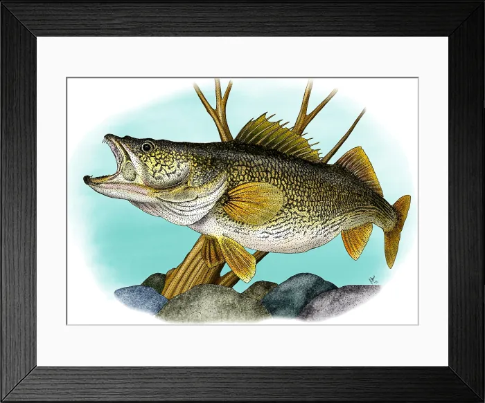 Framed Print : Walleye. Illustration of a Walleye (Sander vitreus) Framed Print : Walleye. Illustration of a Walleye (Sander vitreus)