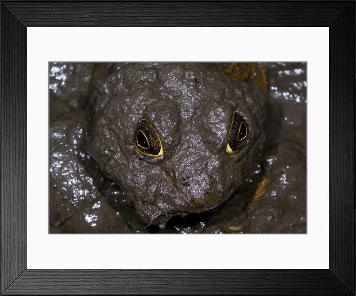 Framed Print : Bullfrogs (Rana catesbeiana) often spend the cooler winter months in the mud Framed Print : Bullfrogs (Rana catesbeiana) often spend the cooler winter months in the mud