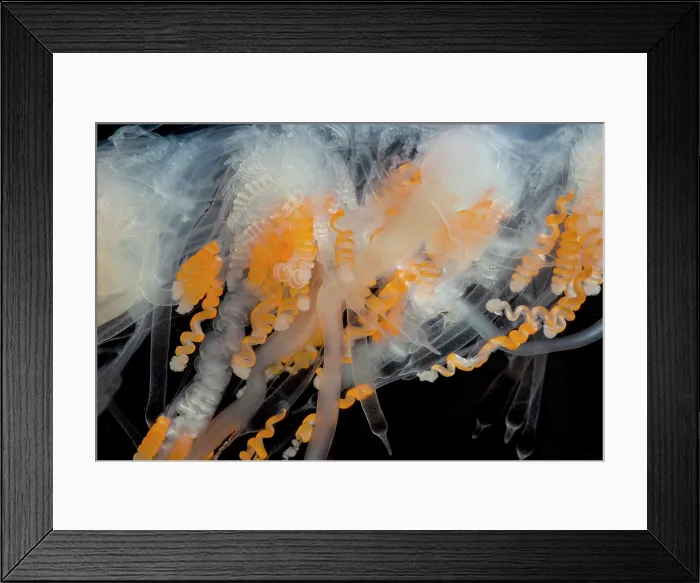 Framed Print : Siphonophore Colony Framed Print : Siphonophore Colony