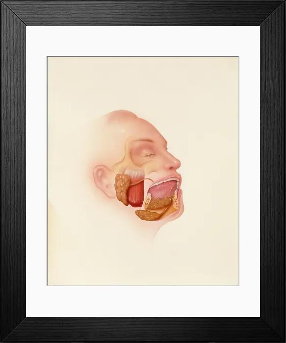 Framed Print : Human salivary glands
