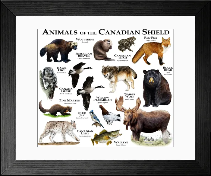 Framed Print : Animals of the Canadian Shield Framed Print : Animals of the Canadian Shield
