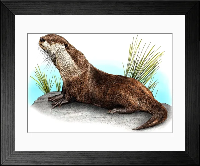 Framed Print : African clawless otter