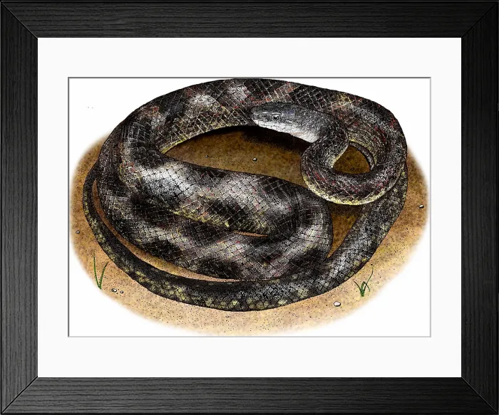 Framed Print : Texas rat snake Framed Print : Texas rat snake