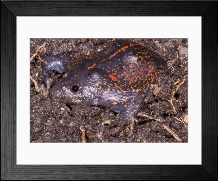 Framed Print : Mexican Burrowing Toad Framed Print : Mexican Burrowing Toad