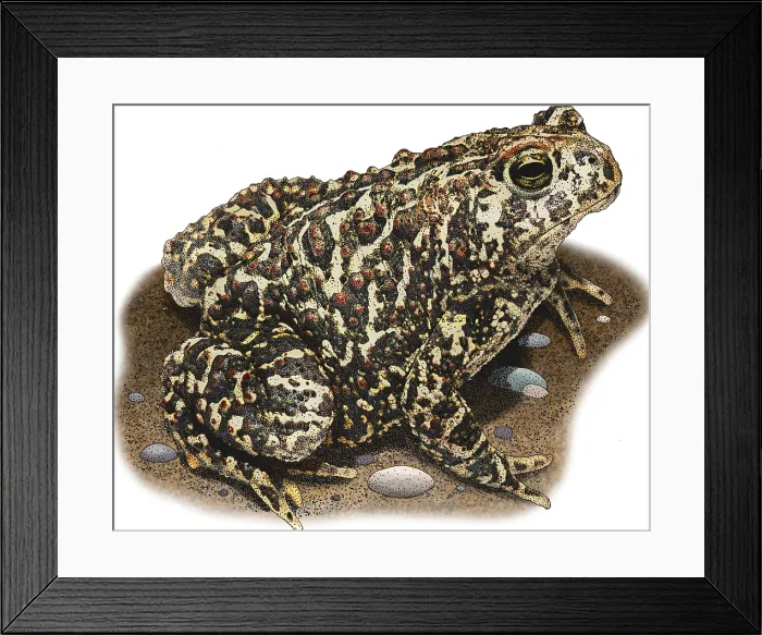Framed Print : Canadian Toad, Illustration