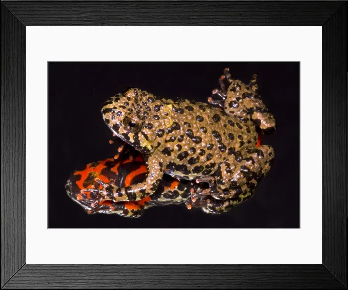 Framed Print : Fire Belly Toad Framed Print : Fire Belly Toad