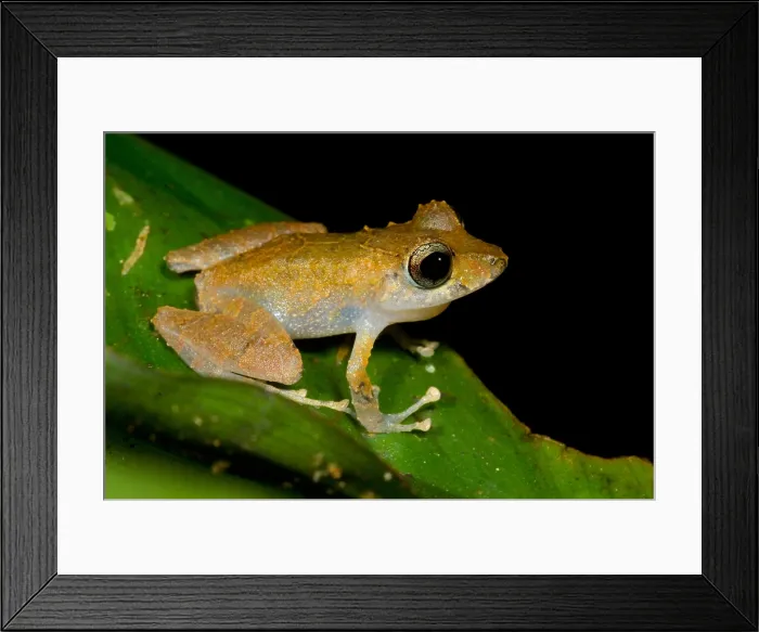 Framed Print : Carabaya Robber Frog Framed Print : Carabaya Robber Frog