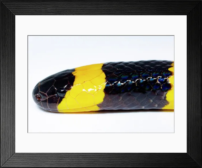 Framed Print : Texas Coral Snake (Micrurus tener) Framed Print : Texas Coral Snake (Micrurus tener)
