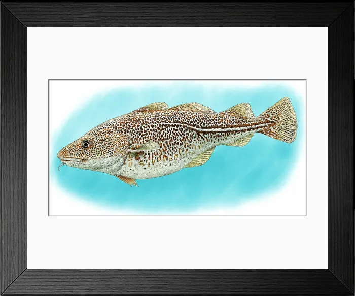 Framed Print : Atlantic Cod