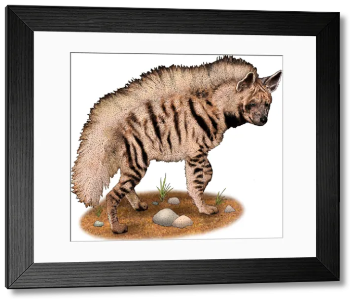Framed Print : Striped Hyena Framed Print : Striped Hyena